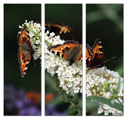 Fotoleinwand - Mehrteiler - Schmetterlingsflieder