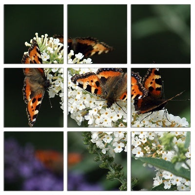 Fotoleinwand - Mehrteiler - Schmetterlingsflieder