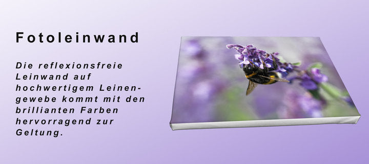 Foto auf Leinwand - Orchidee Frauenschuh