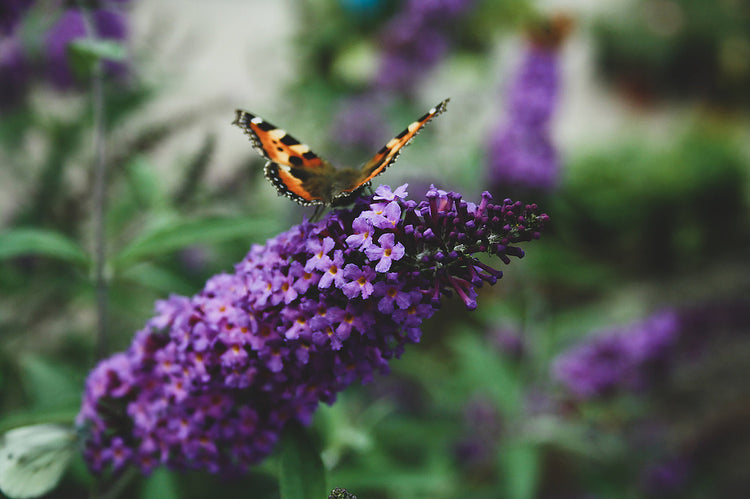 Foto auf Leinwand - Schmetterlingsflieder