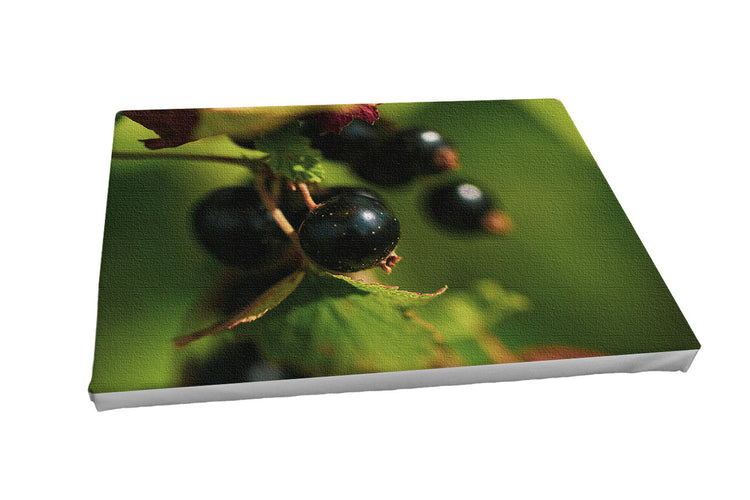 Foto auf Leinwand - schwarze Johannisbeere (Ribes nigrum)