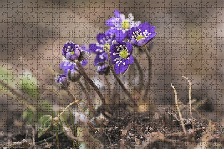 Fotopuzzle - Hepatica (Leberblümchen)