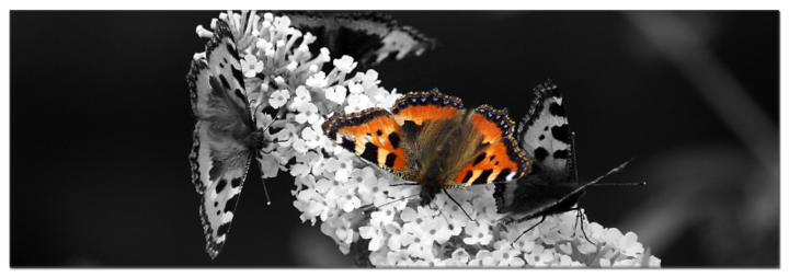 Flieder mit Schmetterlingen